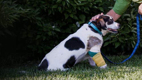 Die Tierretter der Rocky Mountains Bild 3