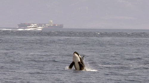 Achtung Orcas! Gefahr vor Gibraltar? Bild 1