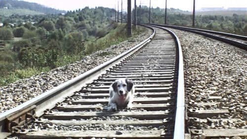 Belyy Bim Chernoe ukho Bild 6