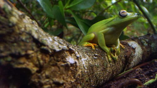 Brazil Untamed Bild 3