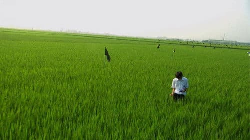 All About Lily Chou-Chou Bild 4