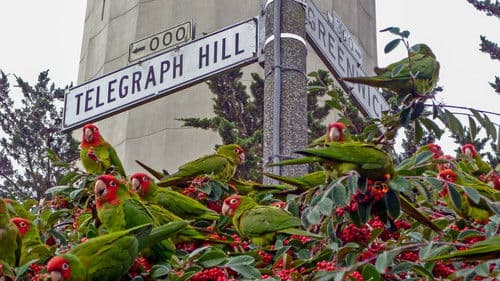 The Wild Parrots of Telegraph Hill Bild 3