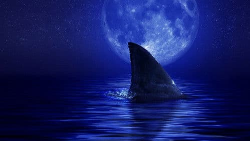 Shark Side of the Moon Bild 1