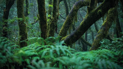 Die Kanarischen Inseln Bild 5