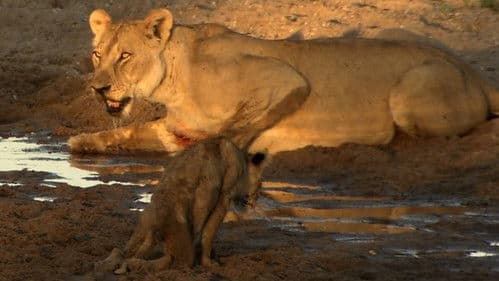 Im Reich der starken Löwinnen Bild 2