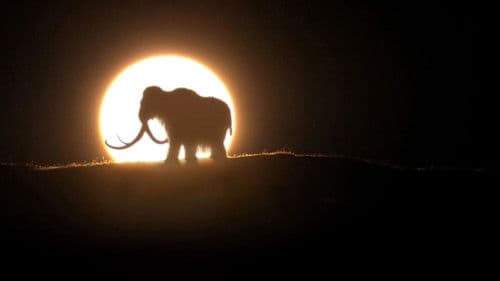 Woolly Mammoth: Secrets from the Ice Bild 4