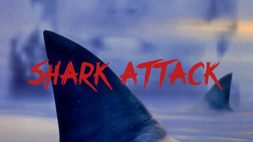 Shark Attack Bild 7