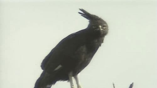 アフリカ動物パズル Bild 5