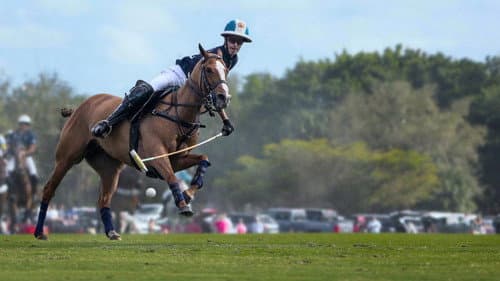 Polo Bild 3