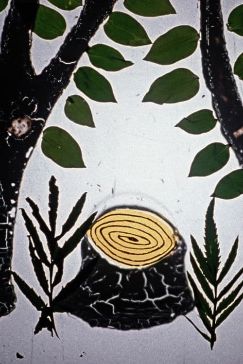 Jak nauka wyszła z lasu