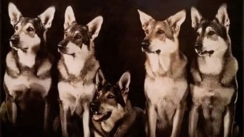 Der kleine Vagabund Bild 1