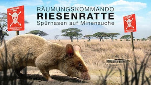Räumkommando Riesenratte - Spürnasen auf Minensuche Bild 2