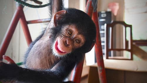 Baby Chimp Rescue Bild 1