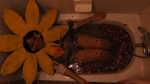 te de girasol Bild 1