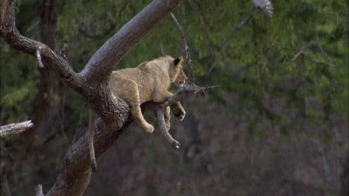 Predator's Playground Bild 2