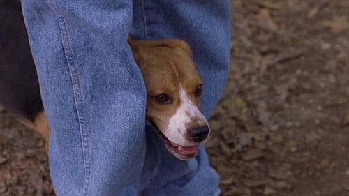 Saving Shiloh Bild 1