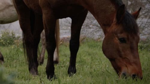 Unha illa no medio do mar Bild 4