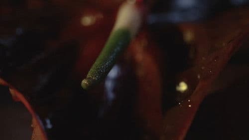 The Decadence Bild 1