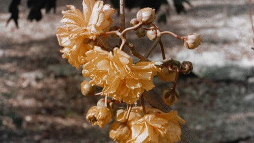 Nackt im Sommerwind Bild 6