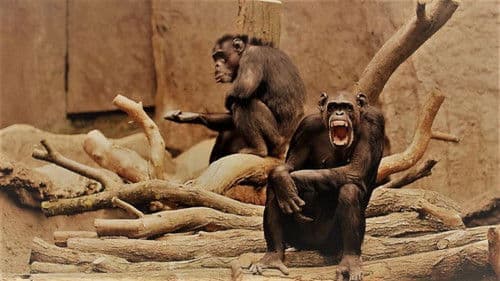 Human By Chance? Bild 3