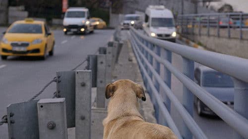 Streuner - Unterwegs mit Hundeaugen Bild 8