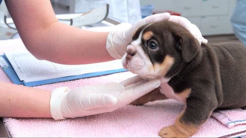 Tier Notaufnahme Bild 7