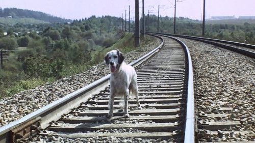 Belyy Bim Chernoe ukho Bild 3