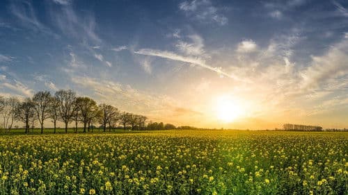 Die grüne Revolution - Bio statt Kohle und Öl? Bild 1