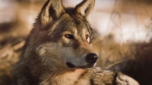 Le Plus Beau Pays du monde : Le Sanctuaire Bild 3