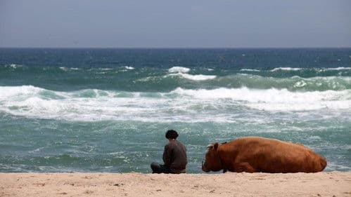 소와 함께 여행하는 법 Bild 1