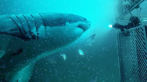 Super Shark Highway Bild 5