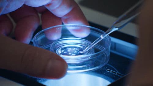 Le rêve des cigognes Bild 3