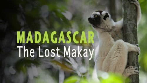 Madagascar: The Lost Makay Bild 5