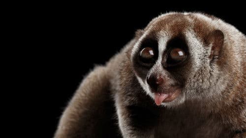 Asiens tierische Freaks Bild 6