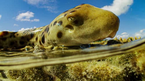 50 Shades of Sharks Bild 5