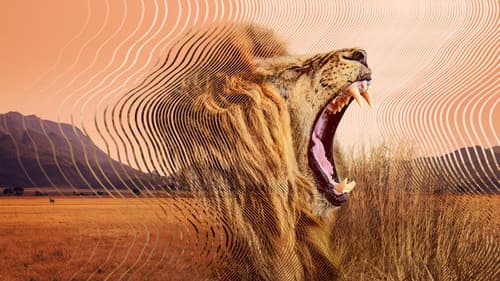 Die geheime Welt der Klänge mit David Attenborough Bild 8