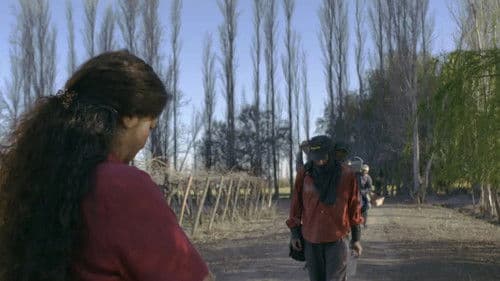 Tiempo de Cosecha Bild 1