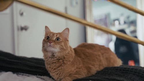 Harrison Prime Bild 6