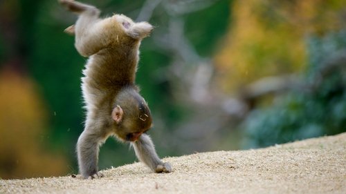 Animals at Play Bild 1