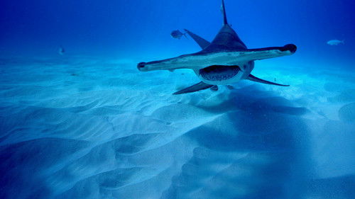 Superkräfte der Haie Bild 6