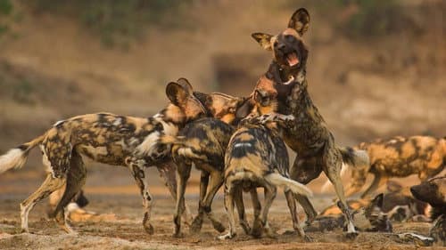 Wild Dogs: Running with the Pack Bild 1