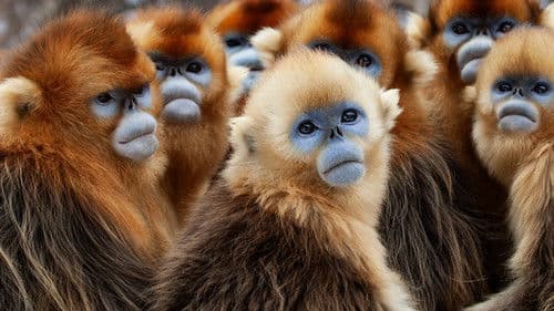 Sieben Kontinente - Ein Planet Bild 4