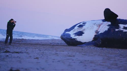 Last of the Right Whales Bild 1