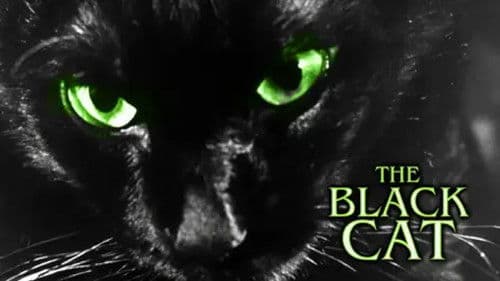 Die schwarze Katze Bild 3