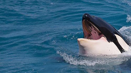 Rivalen: Haie vs. Orcas Bild 3