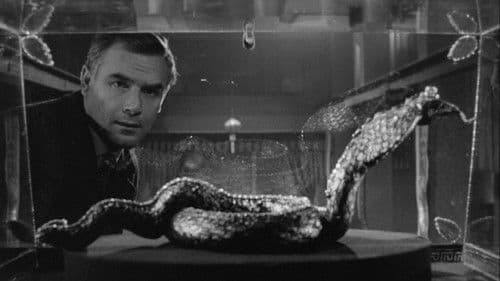 Der Fluch der gelben Schlange Bild 6