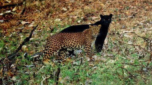 The Real Black Panther Bild 5