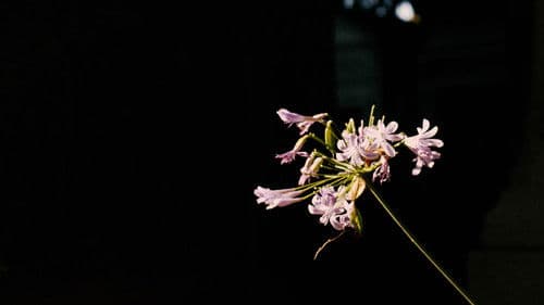 Butiner L'amour Bild 1