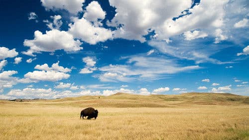 Great Plains: America's Lingering Wild Bild 3