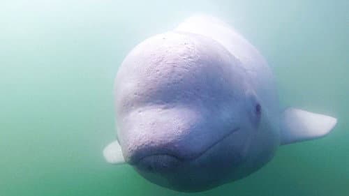 Call of the Baby Beluga Bild 1